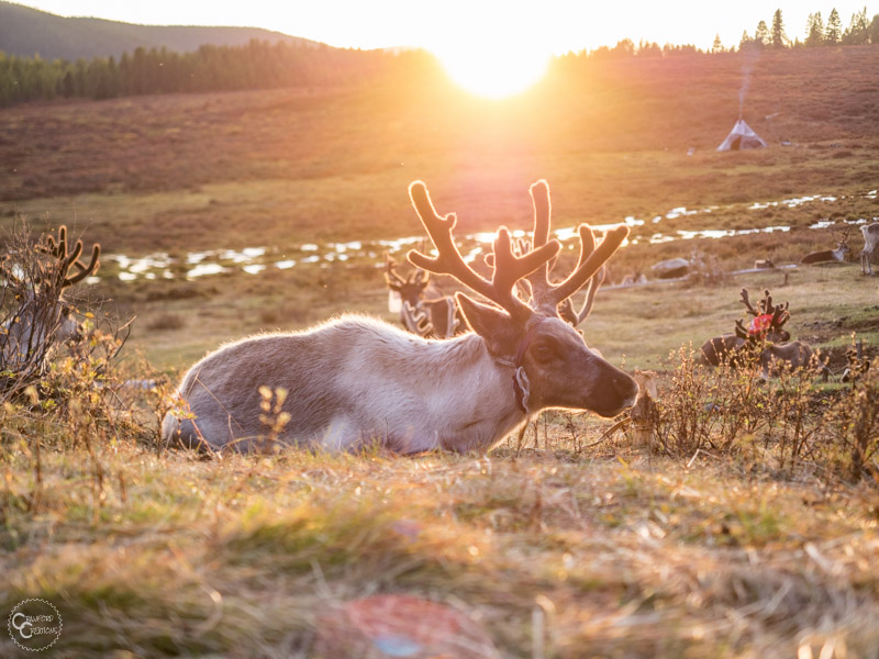A reindeer in the summer pasture of a Tsaatan family