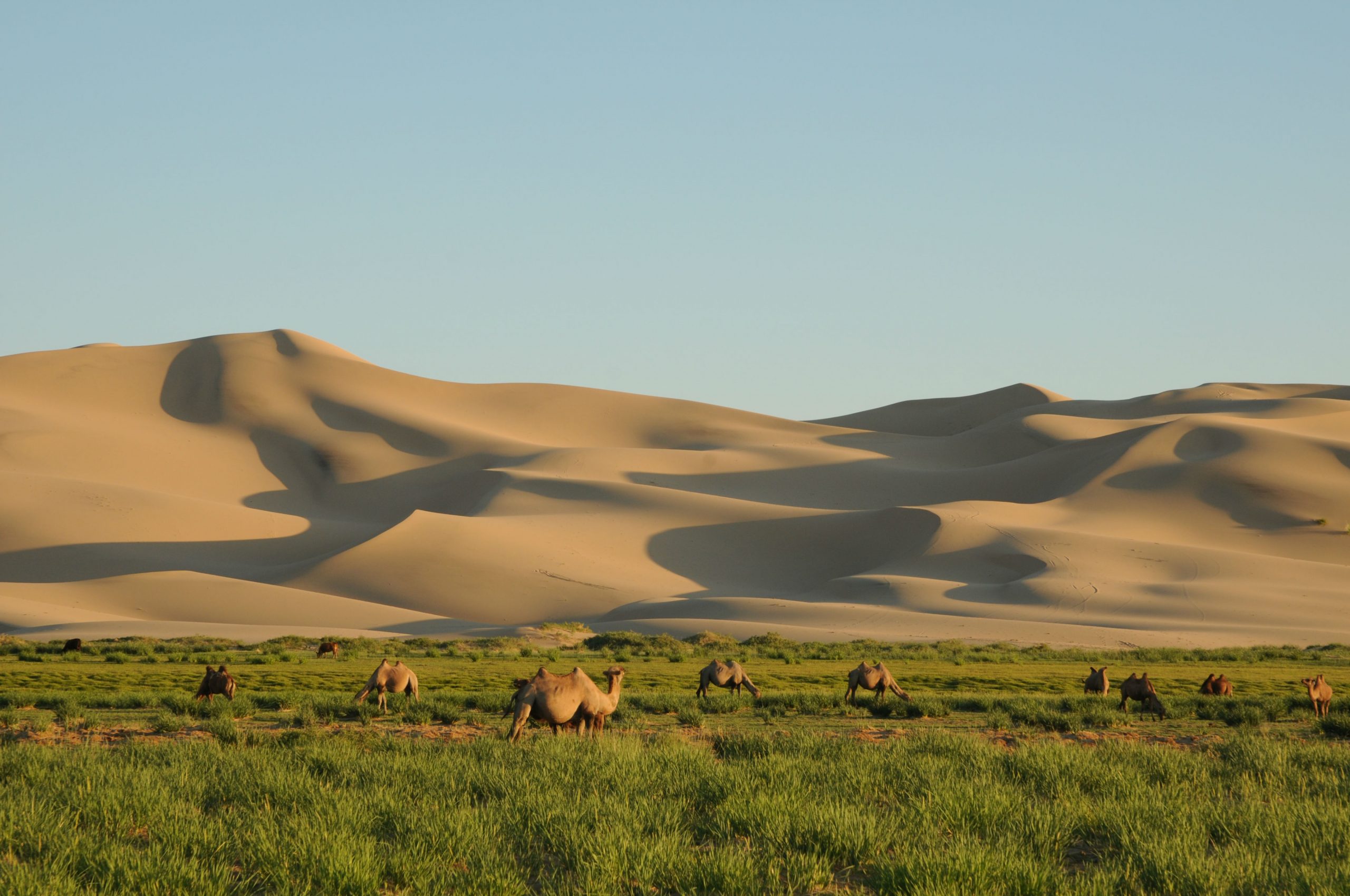 Khongoryn Els dunes Mongolia