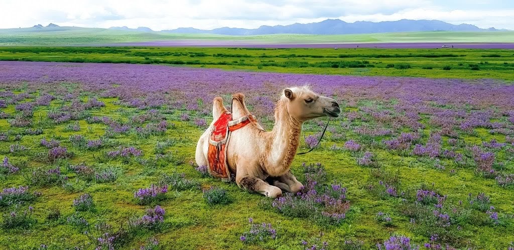 Mongolian camel in Elsen tasarkhai semi gobi