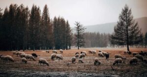 mongolia horse riding tour