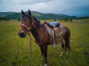 Mongolian horse riding tour